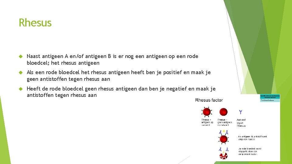 Rhesus Naast antigeen A en/of antigeen B is er nog een antigeen op een