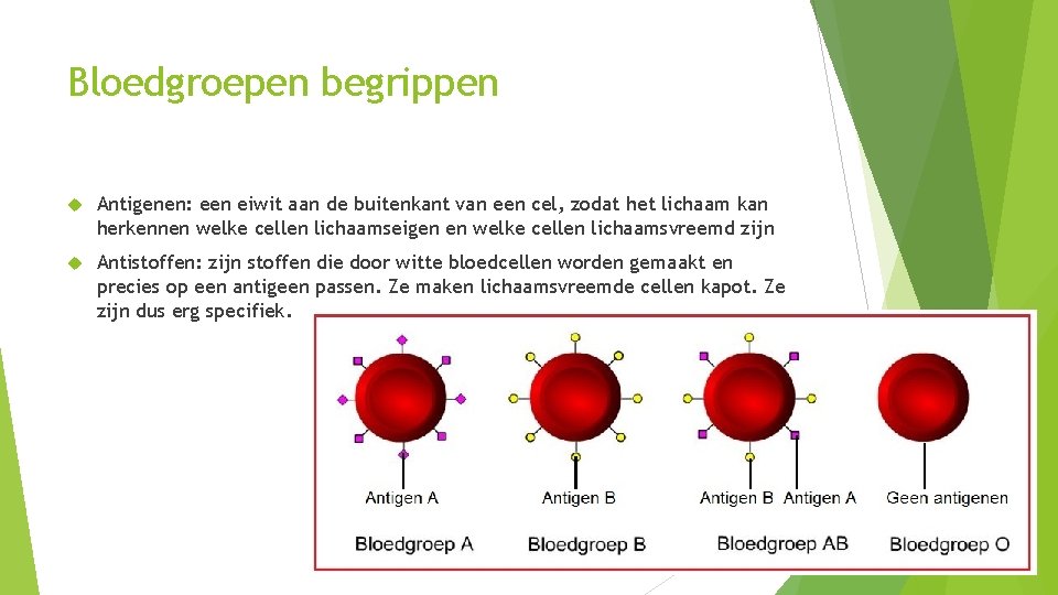 Bloedgroepen begrippen Antigenen: een eiwit aan de buitenkant van een cel, zodat het lichaam
