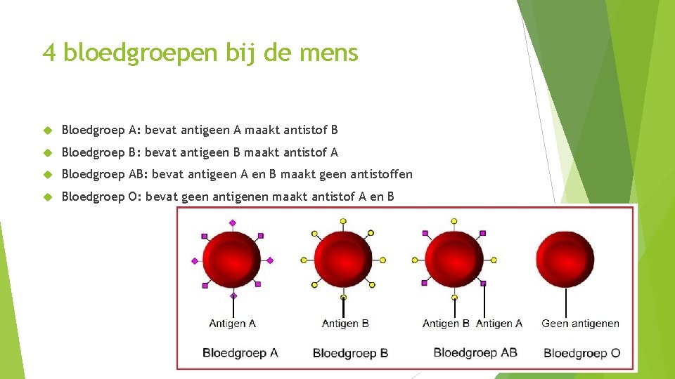 4 bloedgroepen bij de mens Bloedgroep A: bevat antigeen A maakt antistof B Bloedgroep