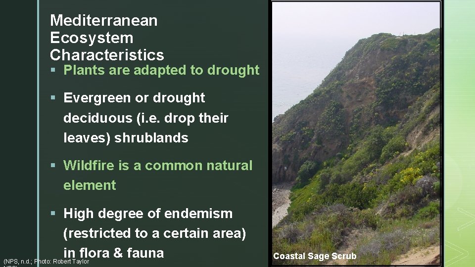 Mediterranean Ecosystem Characteristics § Plants are adapted to drought § Evergreen or drought deciduous