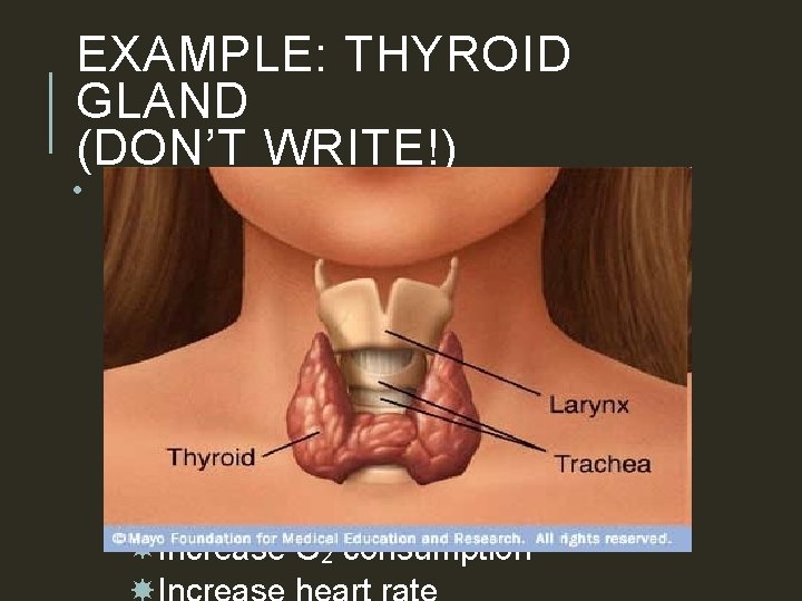 EXAMPLE: THYROID GLAND (DON’T WRITE!) • Produces thyroxin (hormone) that functions to: Increase metabolic