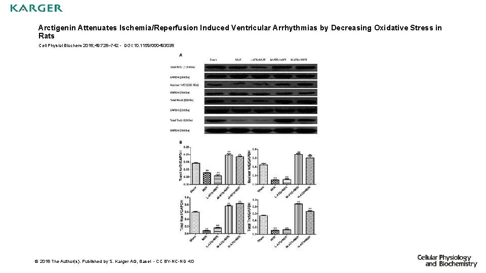 Arctigenin Attenuates Ischemia/Reperfusion Induced Ventricular Arrhythmias by Decreasing Oxidative Stress in Rats Cell Physiol