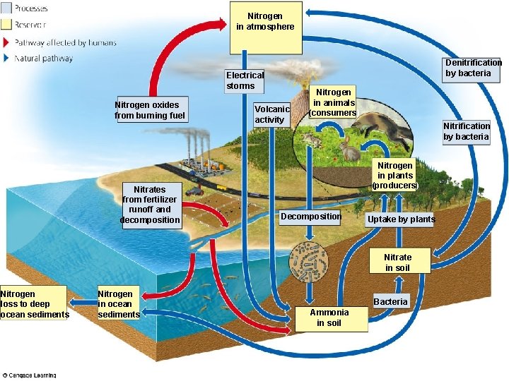 Nitrogen in atmosphere Denitrification by bacteria Electrical storms Nitrogen oxides from burning fuel Nitrates