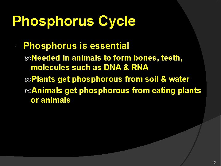 Phosphorus Cycle Phosphorus is essential Needed in animals to form bones, teeth, molecules such