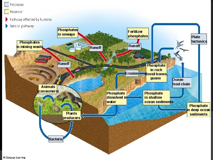 Phosphates in sewage Phosphates in mining waste Fertilizer phosphates Plate tectonics Runoff Sea birds
