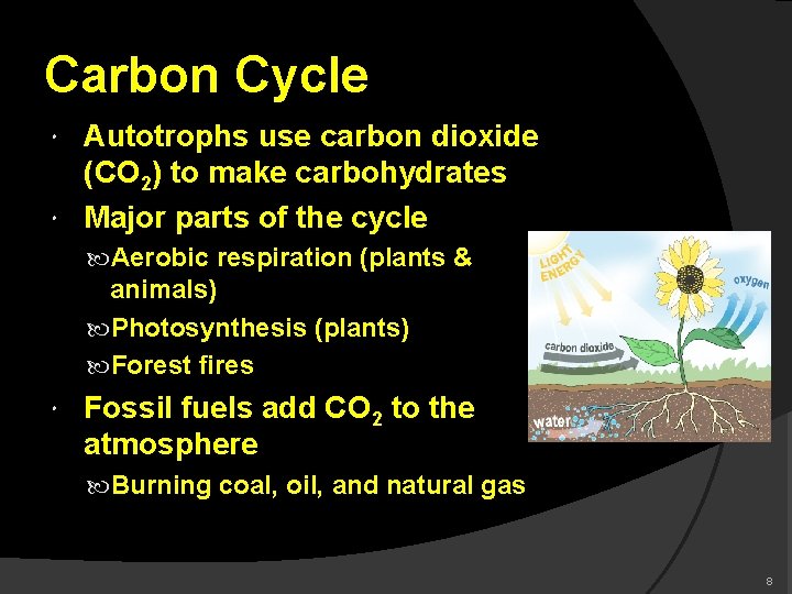 Carbon Cycle Autotrophs use carbon dioxide (CO 2) to make carbohydrates Major parts of
