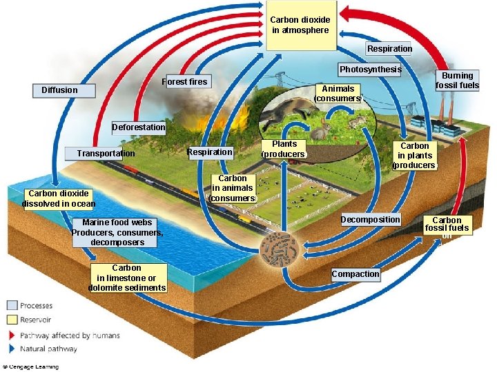 Carbon dioxide in atmosphere Respiration Photosynthesis Forest fires Diffusion Animals (consumers) Burning fossil fuels