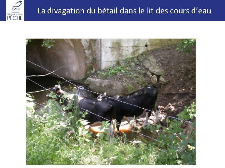 La divagation du bétail dans le lit des cours d’eau 