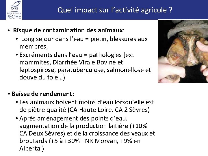 Quel impact sur l’activité agricole ? • Risque de contamination des animaux: • Long