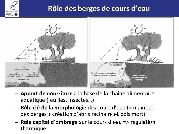 Rôles et intérêt ripisylve Rôlede deslaberges de cours d’eau – Apport de nourriture à