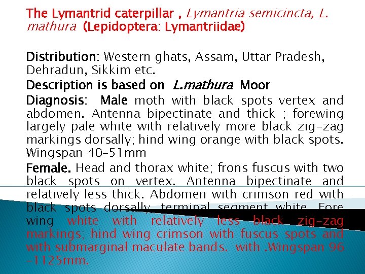 The Lymantrid caterpillar , Lymantria semicincta, L. mathura (Lepidoptera: Lymantriidae) Distribution: Western ghats, Assam,