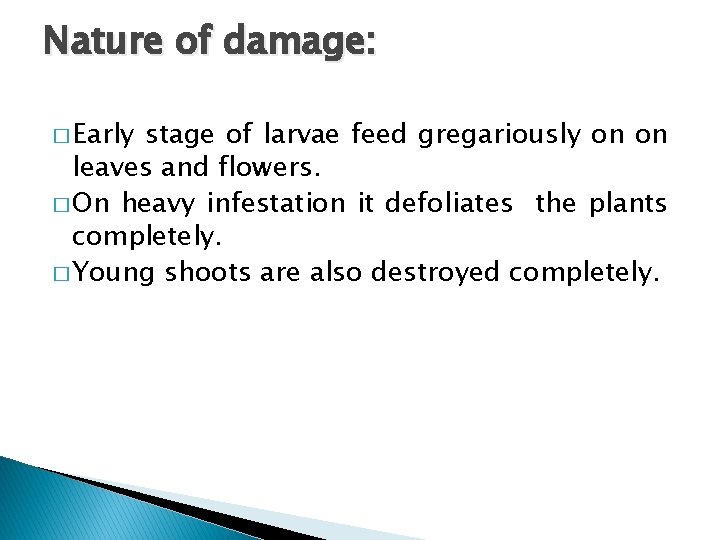 Nature of damage: � Early stage of larvae feed gregariously on on leaves and