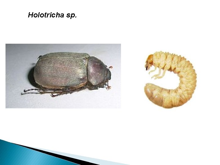 Holotricha sp. 