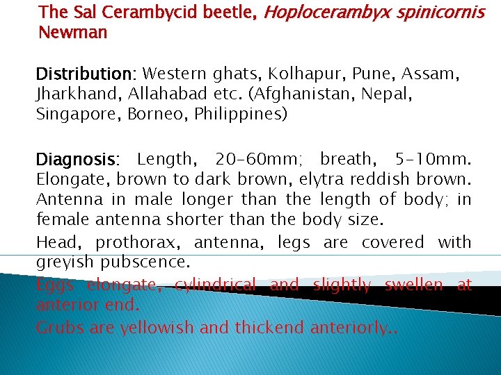 The Sal Cerambycid beetle, Hoplocerambyx spinicornis Newman Distribution: Western ghats, Kolhapur, Pune, Assam, Jharkhand,