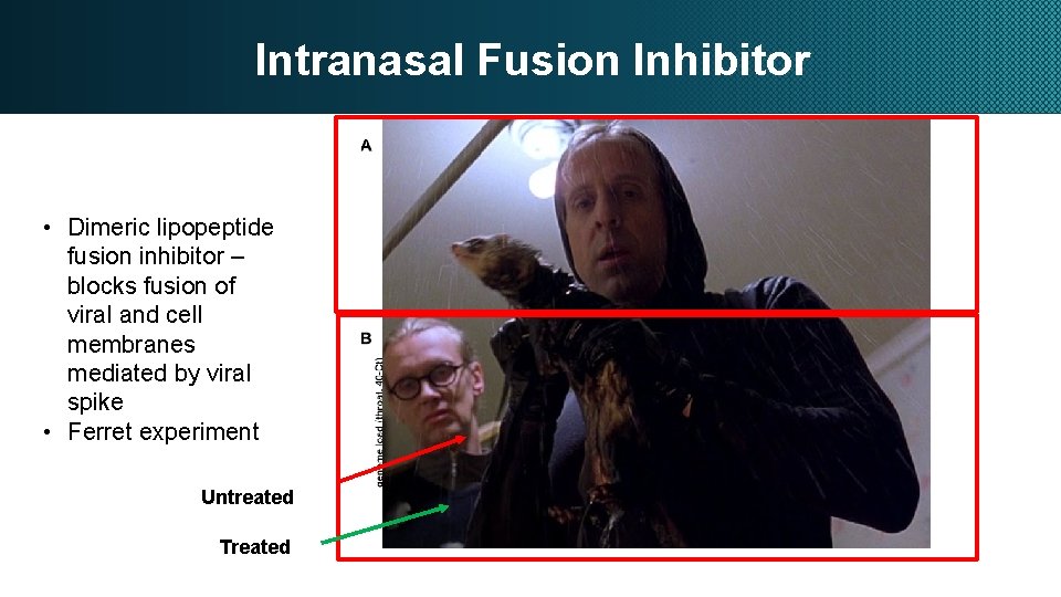 Intranasal Fusion Inhibitor • Dimeric lipopeptide fusion inhibitor – blocks fusion of viral and