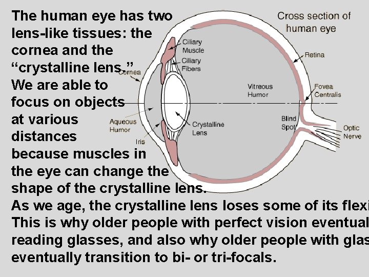 The human eye has two lens-like tissues: the cornea and the “crystalline lens. ”