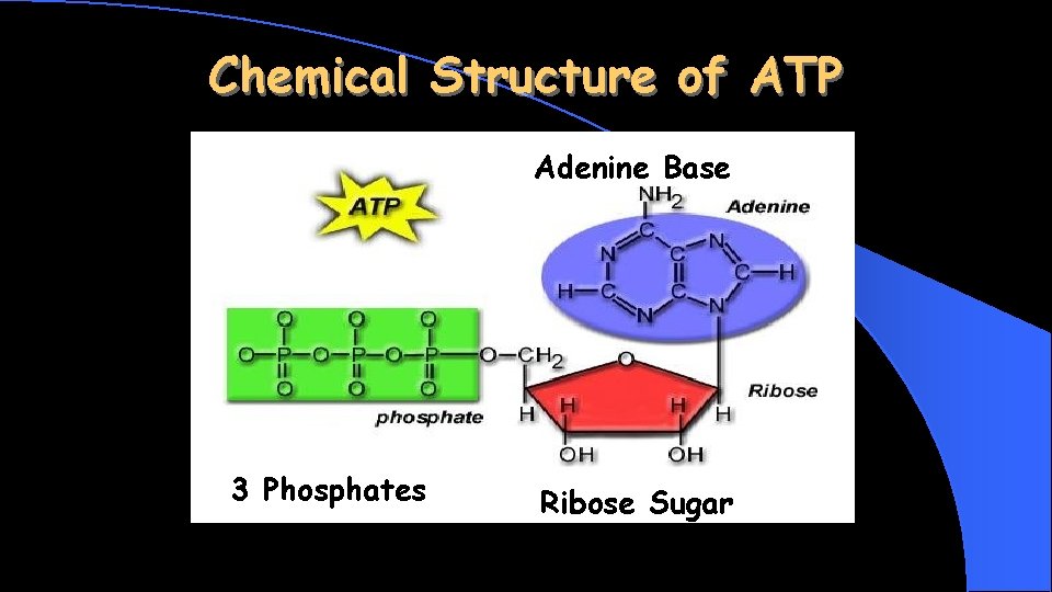 Chemical Structure of ATP Adenine Base 3 Phosphates Ribose Sugar 