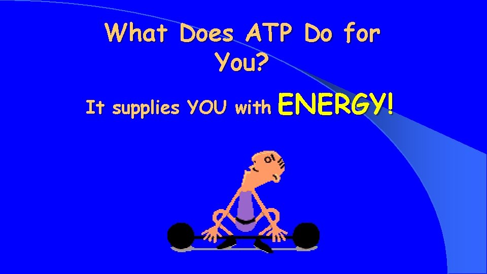 What Does ATP Do for You? It supplies YOU with ENERGY! 