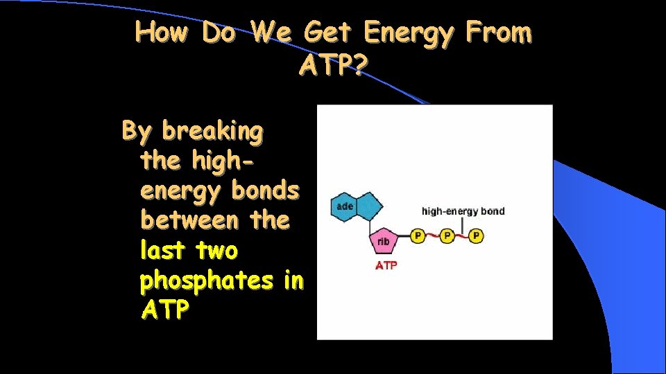 How Do We Get Energy From ATP? By breaking the highenergy bonds between the