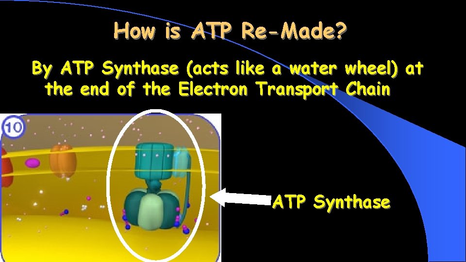 How is ATP Re-Made? By ATP Synthase (acts like a water the end of