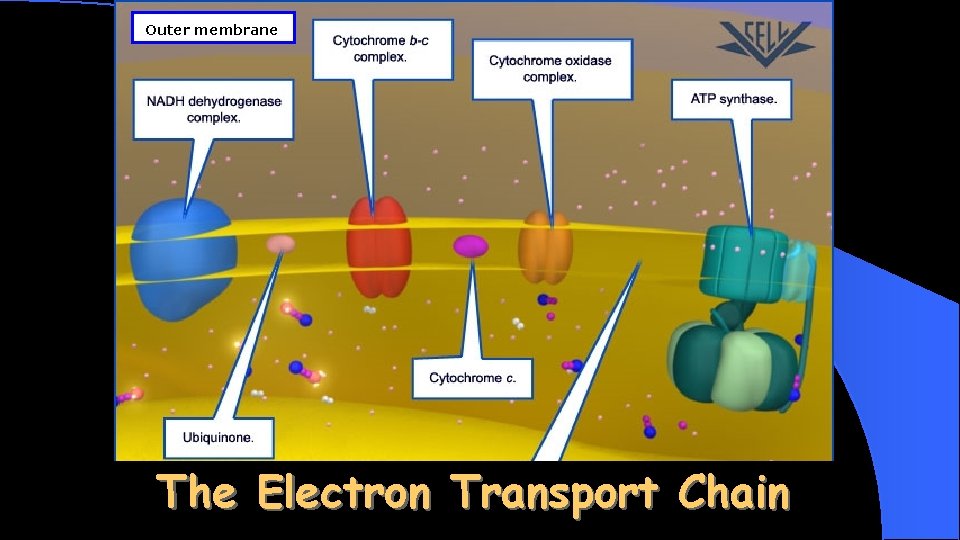 Outer membrane The Electron Transport Chain 