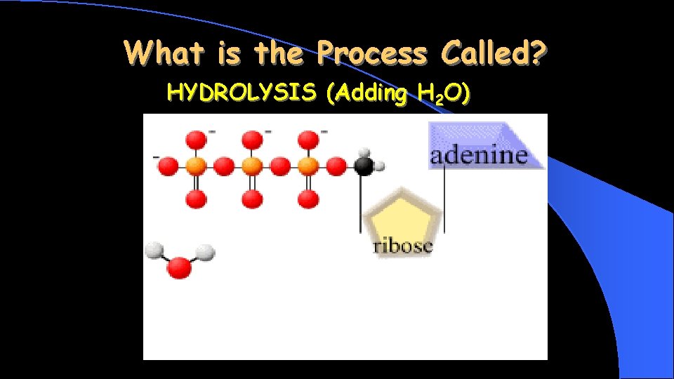 What is the Process Called? HYDROLYSIS (Adding H 2 O) H 2 O 