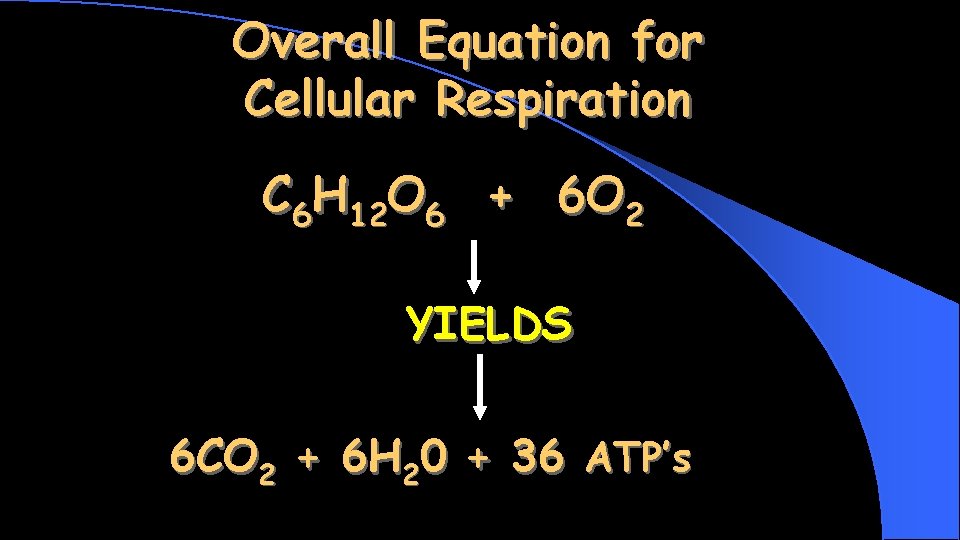 Overall Equation for Cellular Respiration C 6 H 12 O 6 + 6 O