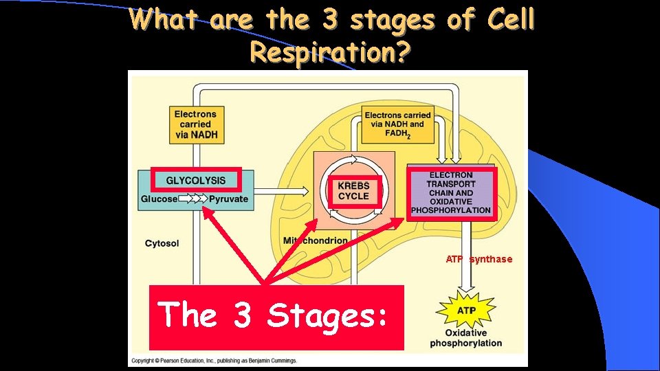 What are the 3 stages of Cell Respiration? The 3 Stages: 