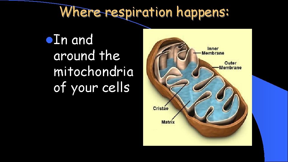 Where respiration happens: l. In and around the mitochondria of your cells 