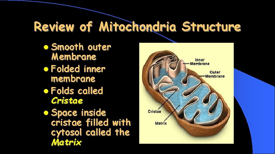 Review of Mitochondria Structure l Smooth outer Membrane l Folded inner membrane l Folds