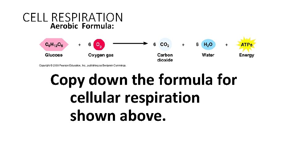 CELL RESPIRATION Aerobic Formula: Copy down the formula for cellular respiration shown above. 