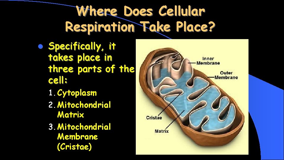 Where Does Cellular Respiration Take Place? l Specifically, it takes place in three parts