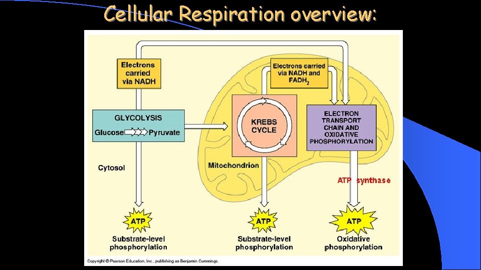 Cellular Respiration overview: 
