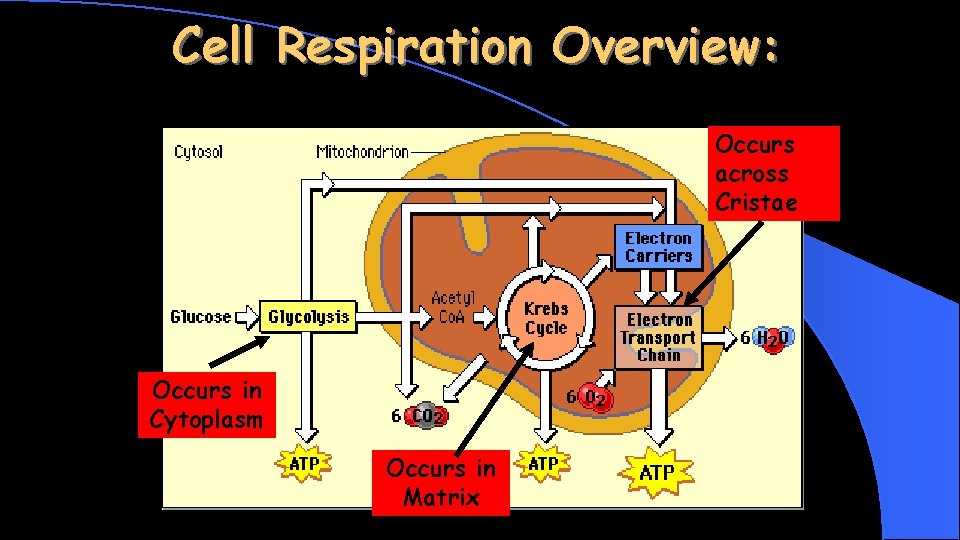 Cell Respiration Overview: Occurs across Cristae Occurs in Cytoplasm Occurs in Matrix 