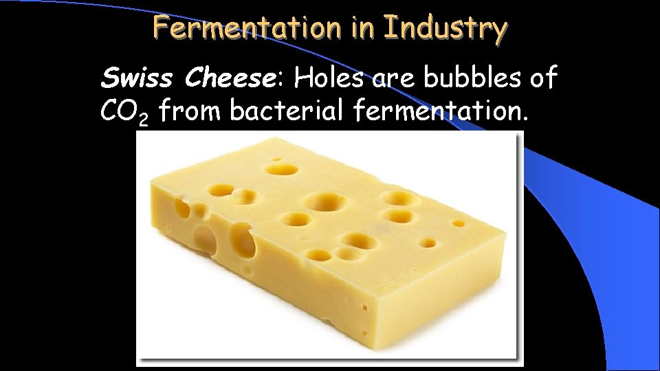 Fermentation in Industry Swiss Cheese: Holes are bubbles of CO 2 from bacterial fermentation.