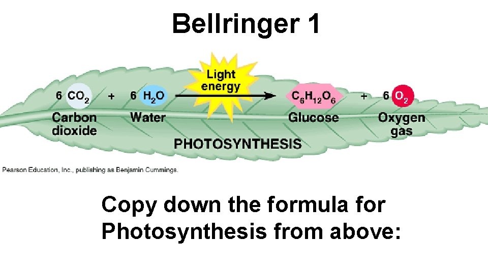 Bellringer 1 Copy down the formula for Photosynthesis from above: 