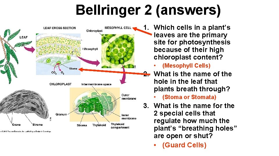 Bellringer 2 (answers) 1. Which cells in a plant’s leaves are the primary site