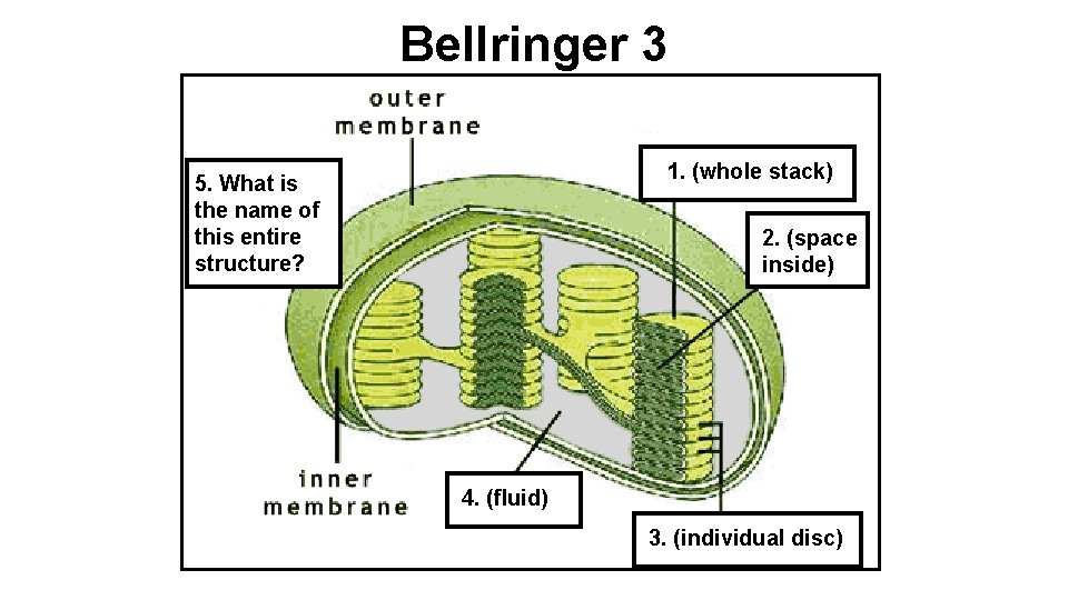 Bellringer 3 1. (whole stack) 5. What is the name of this entire structure?