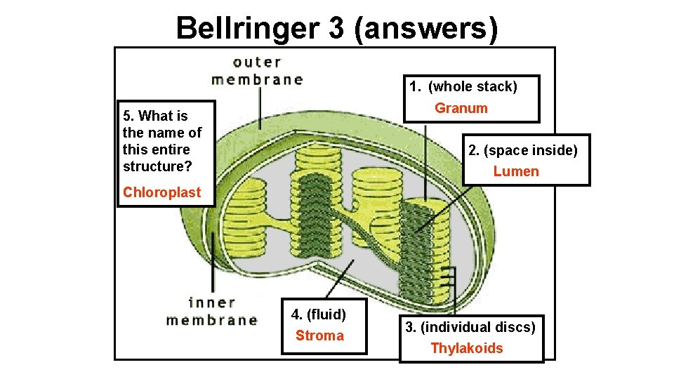 Bellringer 3 (answers) 1. (whole stack) Granum 5. What is the name of this