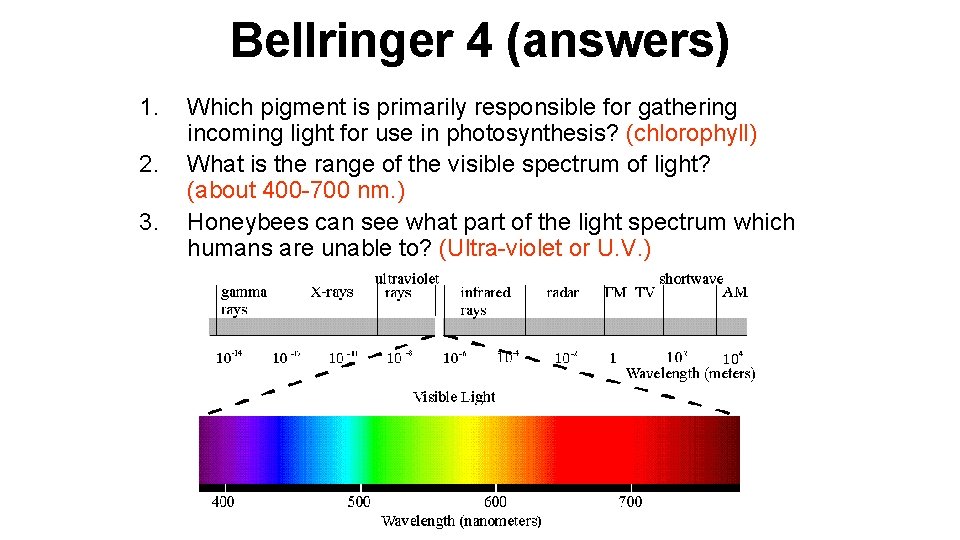 Bellringer 4 (answers) 1. 2. 3. Which pigment is primarily responsible for gathering incoming