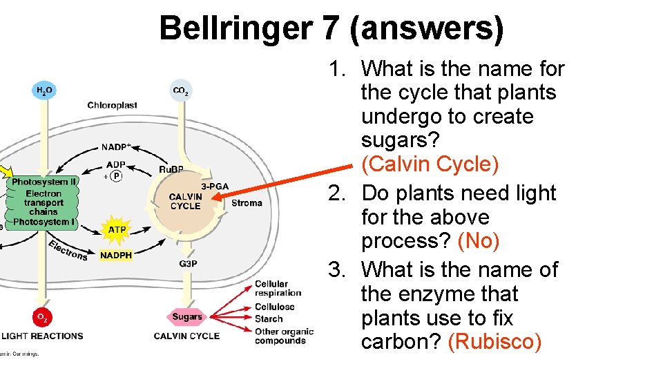 Bellringer 7 (answers) 1. What is the name for the cycle that plants undergo