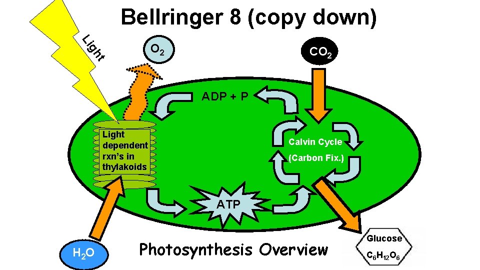 Bellringer 8 (copy down) t gh Li O 2 CO 2 ADP + P