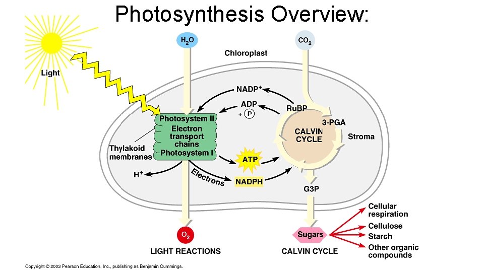 Photosynthesis Overview: 