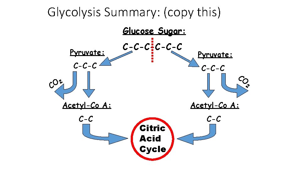 Glycolysis Summary: (copy this) Glucose Sugar: Pyruvate: C-C-C-C Pyruvate: C-C-C 2 CO CO 2