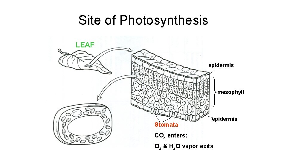 Site of Photosynthesis LEAF epidermis mesophyll Stomata epidermis CO 2 enters; O 2 &