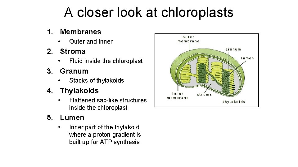 A closer look at chloroplasts 1. Membranes • Outer and Inner 2. Stroma •