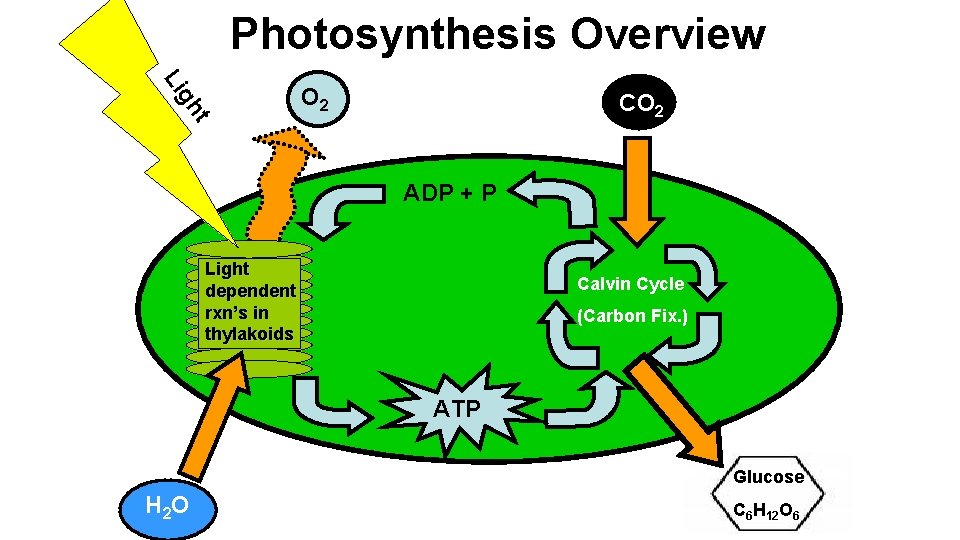 Photosynthesis Overview t gh Li O 2 CO 2 ADP + P Light dependent