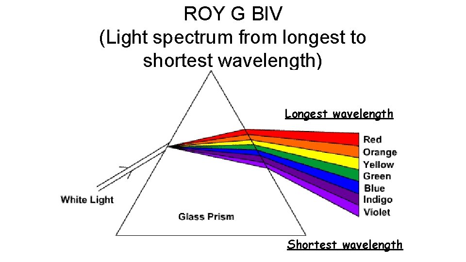 ROY G BIV (Light spectrum from longest to shortest wavelength) Longest wavelength Shortest wavelength
