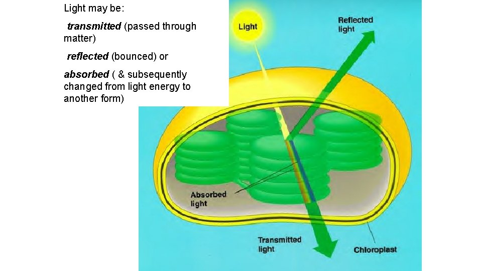 Light may be: transmitted (passed through matter) reflected (bounced) or absorbed ( & subsequently