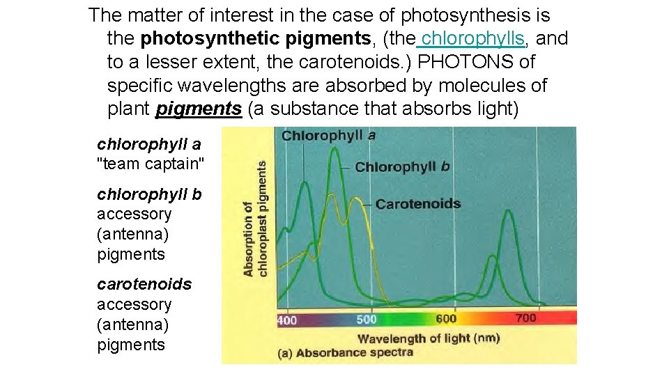 The matter of interest in the case of photosynthesis is the photosynthetic pigments, (the